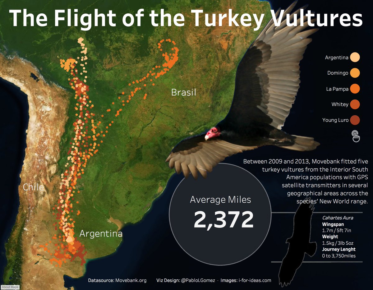 Turkey Buzzard Migration At Barbara Rancourt Blog